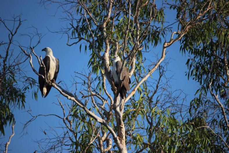 White -bellied Sea-Eagle,