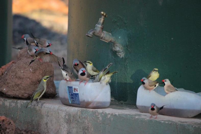 Badespass, Long-tailed Finch und Singing Honeyeater