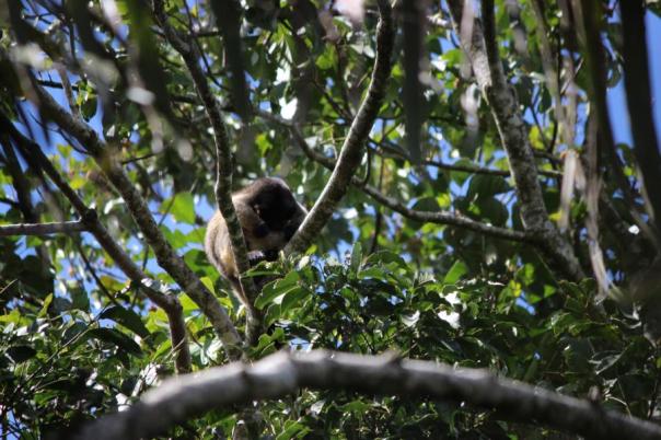 Alles o.k. mit dir Kleiner, Lumholtz Tree Kangaroo (2)