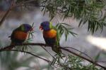 Rainbow Lorikeet