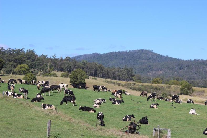 Schwarz-weiße Kühe, wow