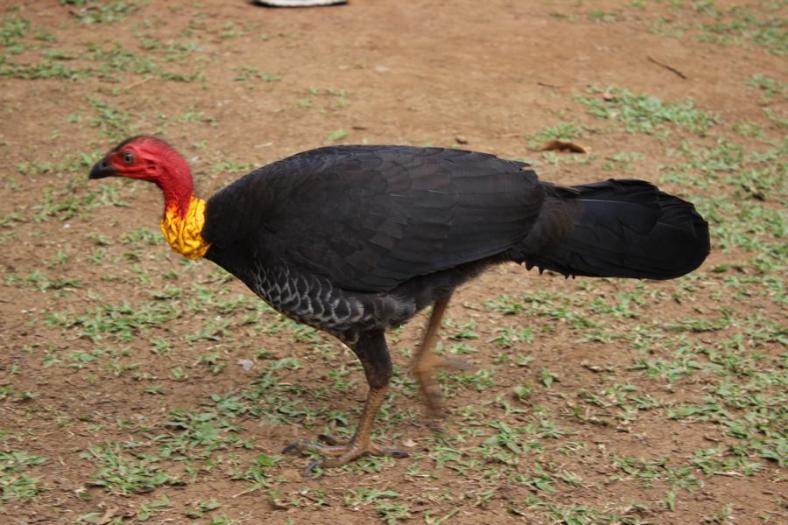 Australian Brush-turkey