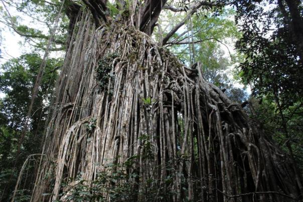 Curtain Fig Tree
