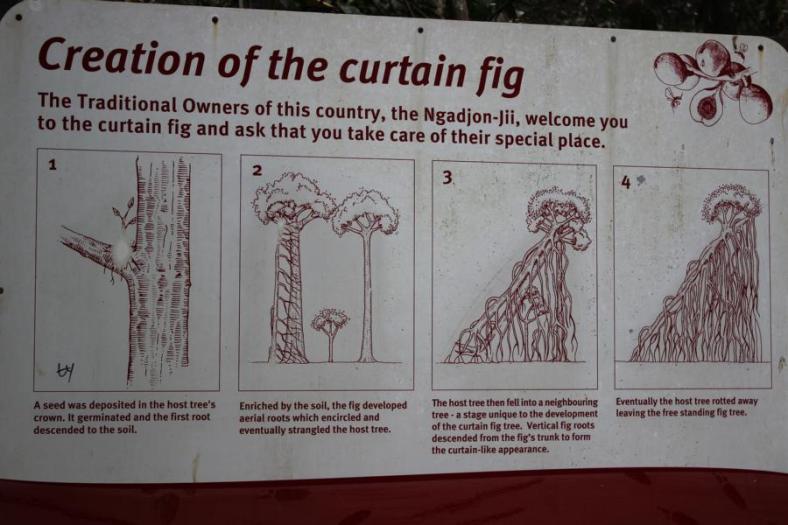 Curtain Fig Tree, waren mal zwei Bäume