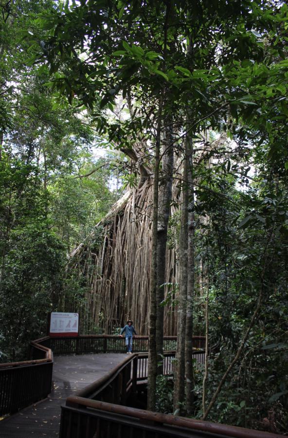 Curtain Fig Tree, gigantisch