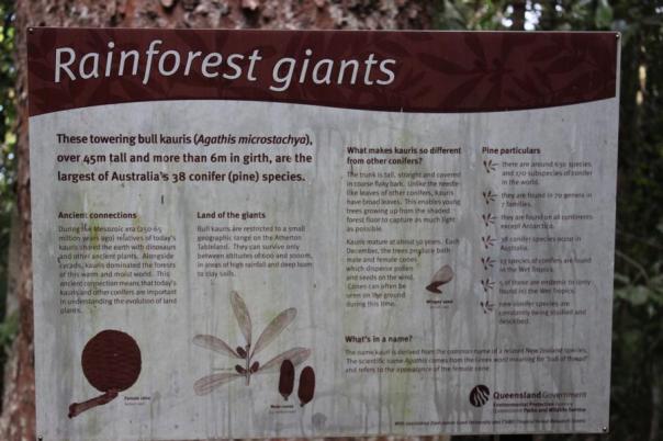 Erklärung zu den Riesenbäumen Kauris
