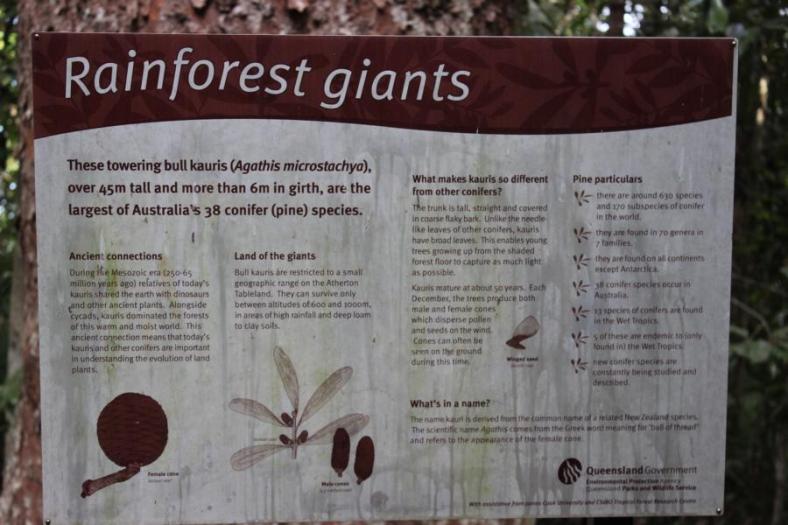Erklärung zu den Riesenbäumen Kauris