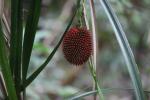 Crub Breadfruit, Daintree NP