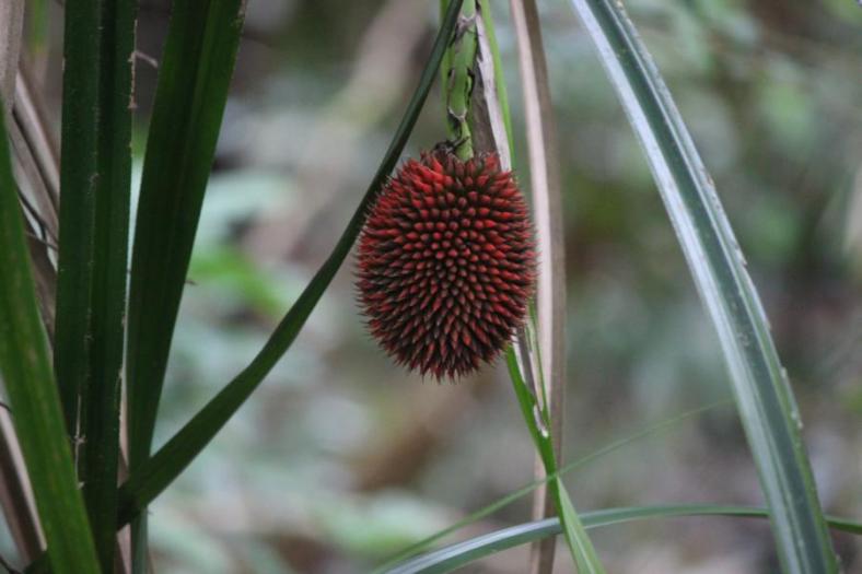 Crub Breadfruit, Daintree NP