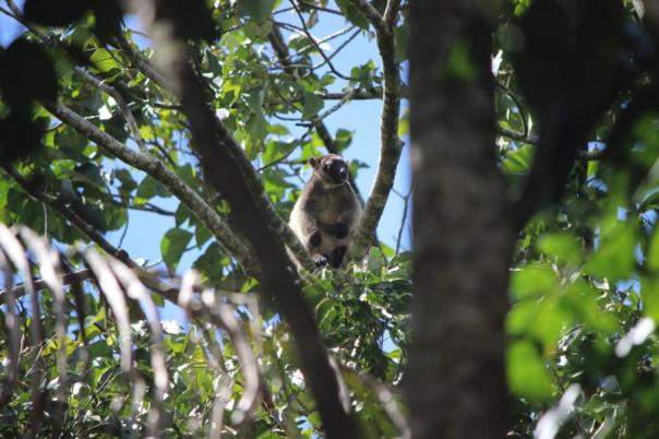 Lumholz's Tree Kangaroo (Baumkänguruh)
