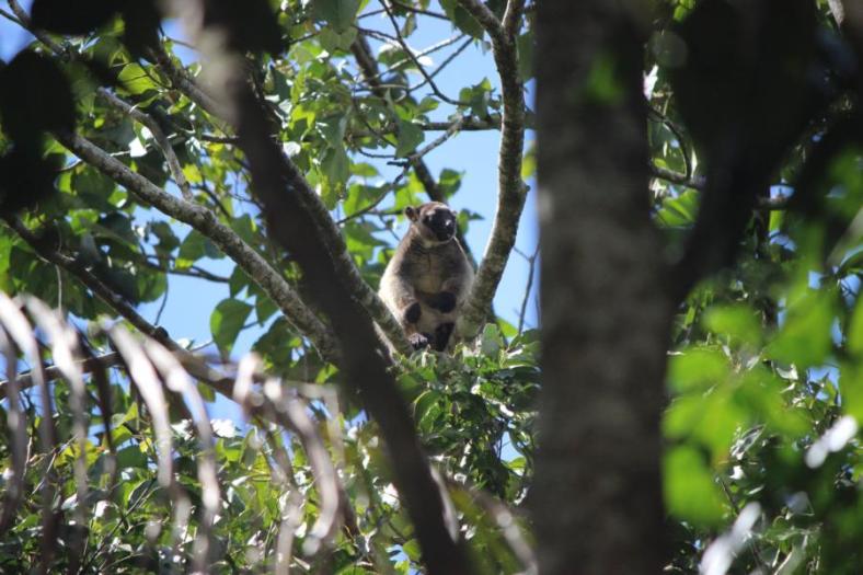 Lumholz's Tree Kangaroo (Baumkänguruh)