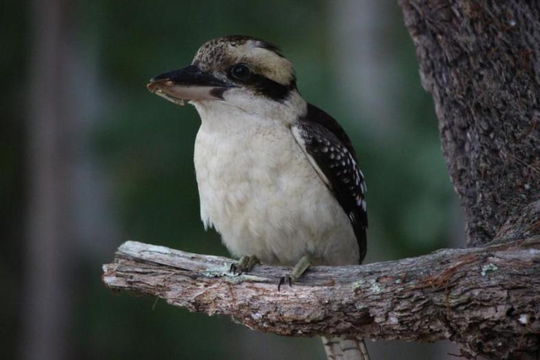 Laughing Kookaburra, kleiner Snack