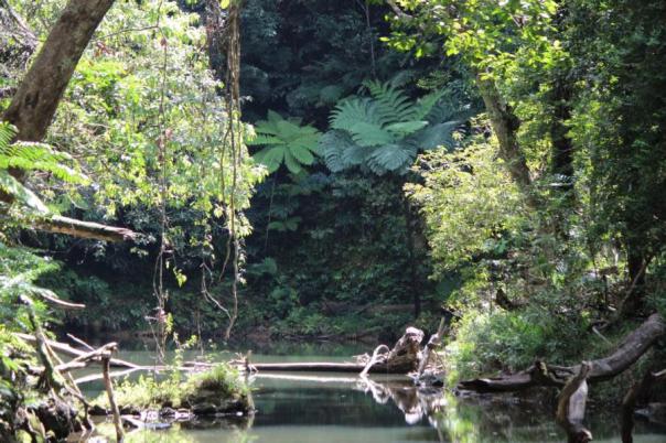 Regenwald im Atherton Tableland