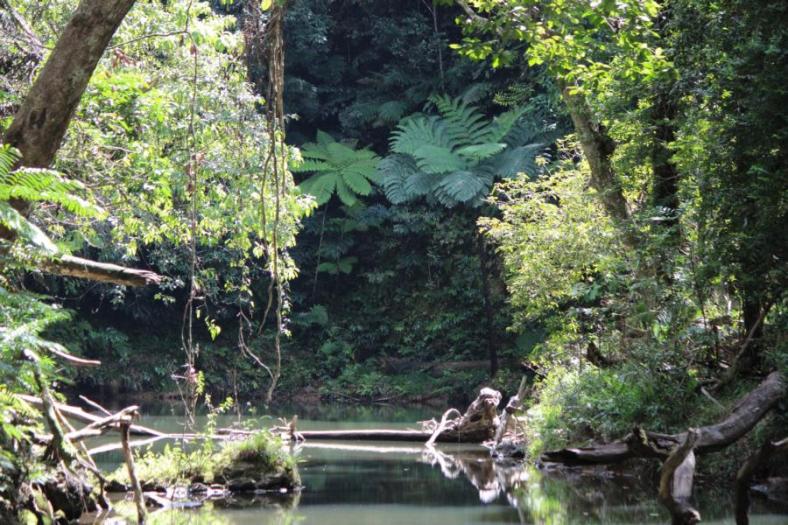 Regenwald im Atherton Tableland