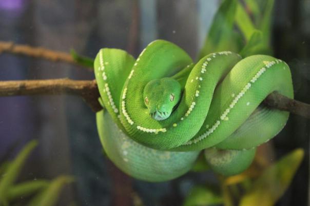 Green Tree Python, Daintree NP
