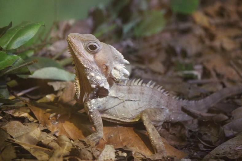 Boyd's Forest Dragon, Daintree NP