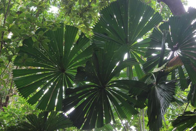 Fan Palms, Daintree NP