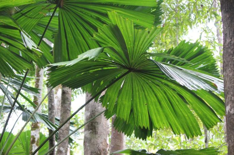 Fan Palms, Daintree NP