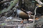 Ongange-footed Scrubfowl, Daintree NP