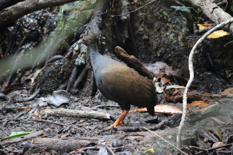 Ongange-footed Scrubfowl, Daintree NP