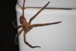 Schreck in der Abendstunde bei der Damentoilette, ein Huntsman Spider, Körper imponierende gute 5 cm