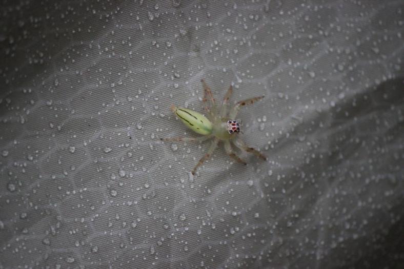 Na wer bist denn Du auf unserem Zelt