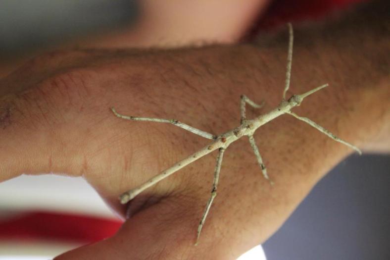 Stic Insect auf Matts Hand