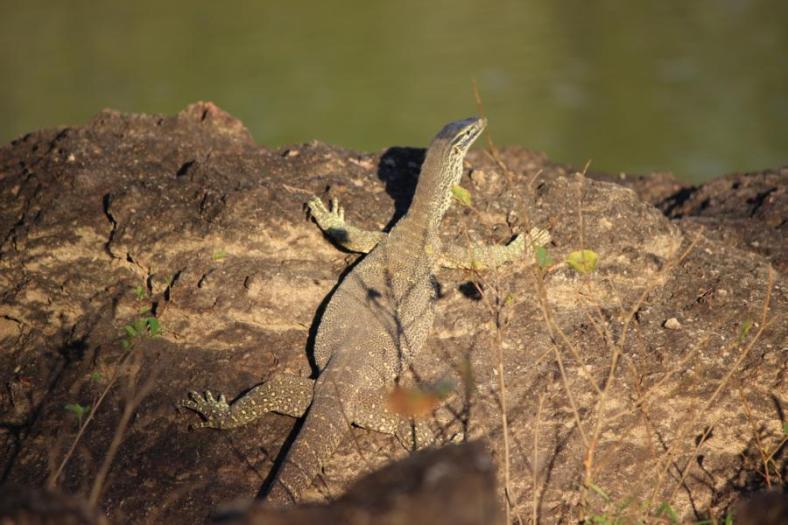Paul der Platzleguan beim Sonnenbad, ganz platt am Felsen