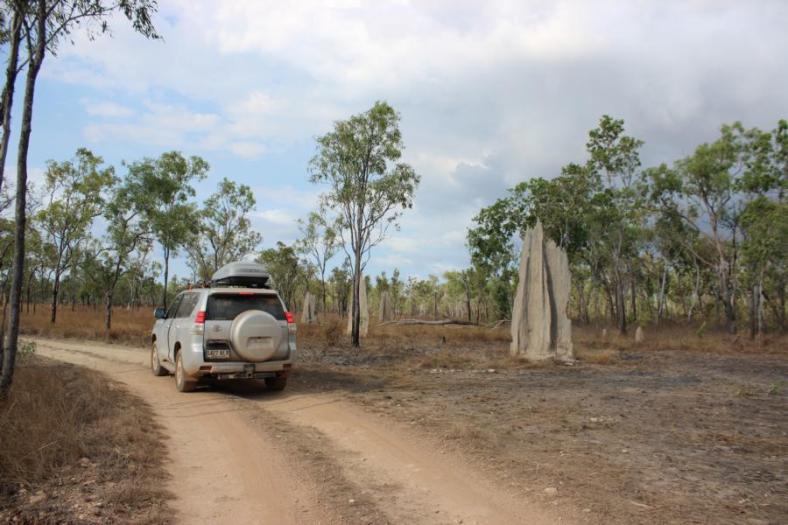 Termitenbauten, Lakefield NP