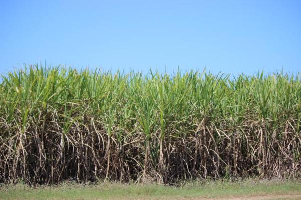 Zuckerrohrplantage