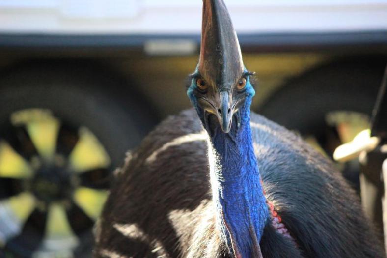 Dieser Blick - einfach gigantisch, Cassowary, Etty Bay