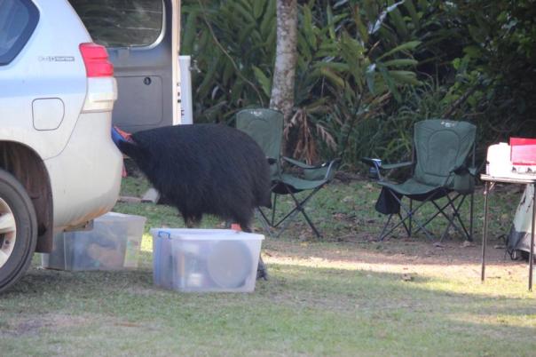 Na mal sehen was da alles so drin ist, Cassowary, Etty Bay