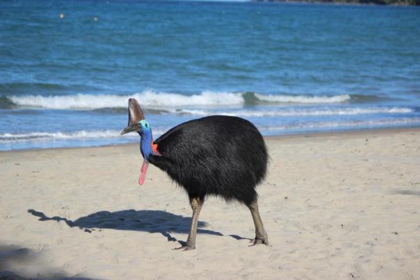 Cassowary, Etty Bay