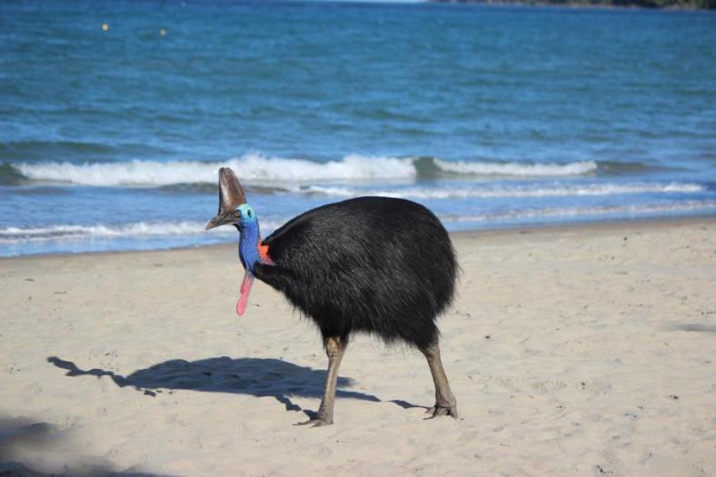 Cassowary, Etty Bay