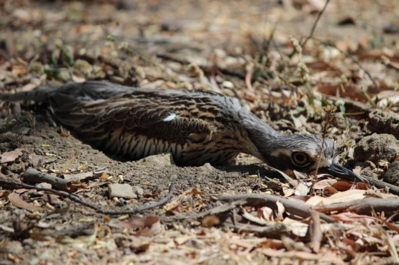 Na, warum macht sich der Stone-curlew so flach