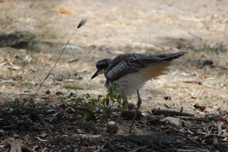 Hurra ein Ei, Nachwuchs beim Stone-curlew bahnt sich an