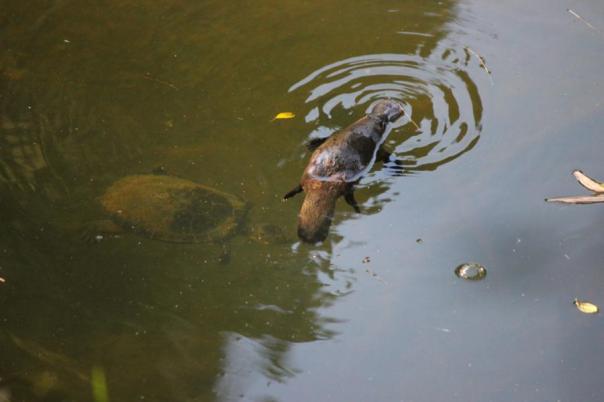 Turtle mit Platypus, Eungella NP