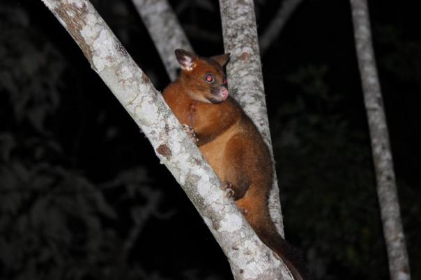 Mountain Brushtail Possum, Eungella NP