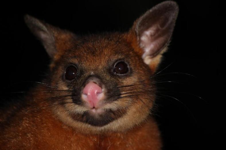 Unser nächtliches Possum