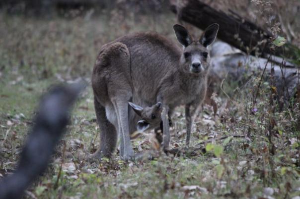 Mal sehen was so los ist, Carnarvon NP