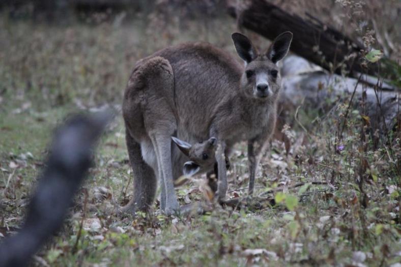Mal sehen was so los ist, Carnarvon NP