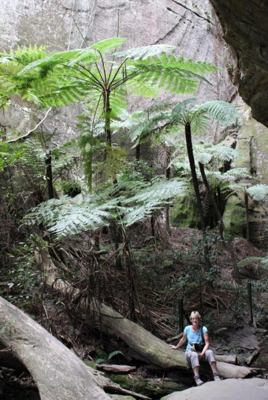Ziemlich groß die Farne hier, Carnarvon NP