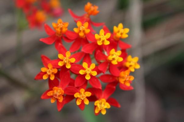 Wächst am Wegrand, Carnarvon NP