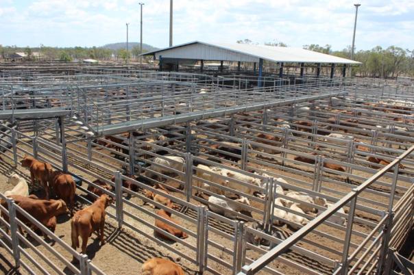 CQ Livestock Exchange
