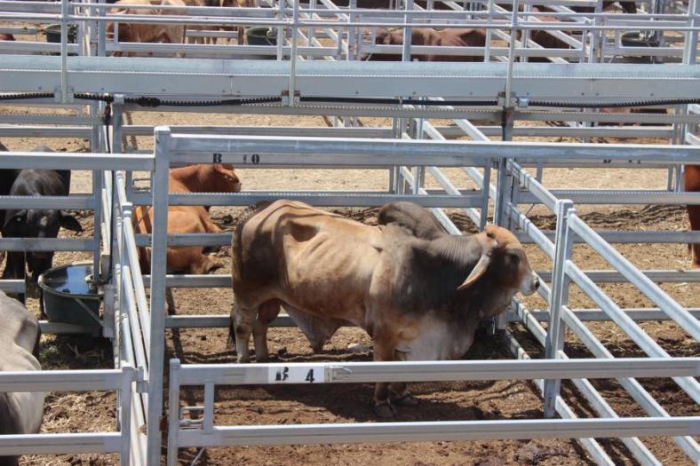 Dieser Prachtkerl bekommt bestimmt eine Auszeichnung