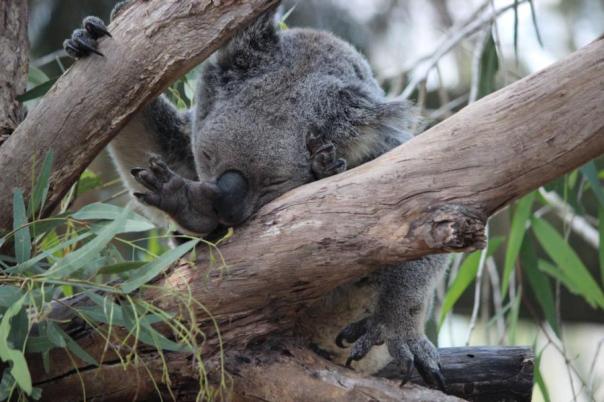 Den Burschen kennen wir doch, Zoo Rockhampton