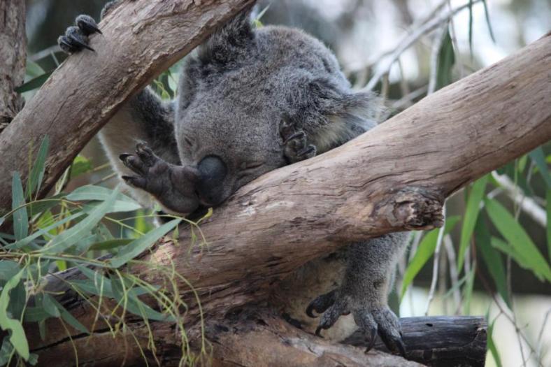 Den Buschen kennen wir doch, Zoo Rockhampton