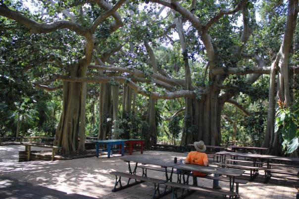Botanischer Garten, Rockhampton