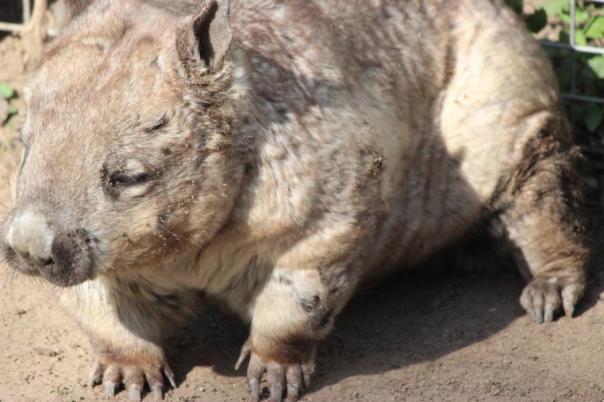 Freuen uns schon diesen netten Kerl im Süden von Australien live zu sehen, Wombat, Zoo Rockhampton