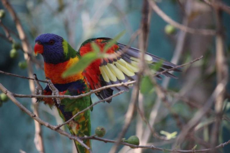 Die Rainbow Lorikeets - fliegen hier überall herum, Rockhampton